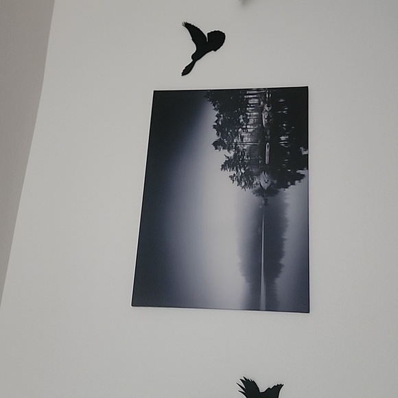 Birds - Picture 8 of 8